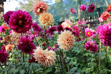 Beautiful flower arrangements in Ambalavayal, wayanad, kerala India