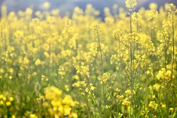 菜の花