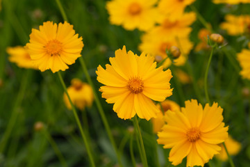 Beautiful yellow daisies in a meadow close up. Flowers
