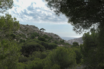 Green tree in the mountains with green grass and grey rocks near the sea. Blue sky and white clouds.