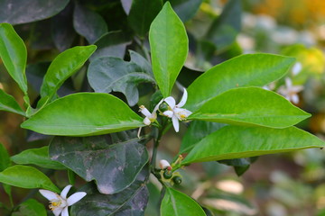 green lemon fruits and flowers growing on lemon tree in summer time