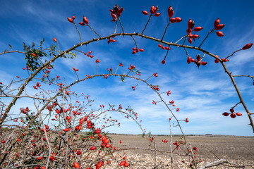 rosehip bush with blue sky on the plateau of the Murgia. ripe rosehip berries, ready for making tea, medicinal fruits, or vitamin c. Altamura, Apulia (Puglia), Italy