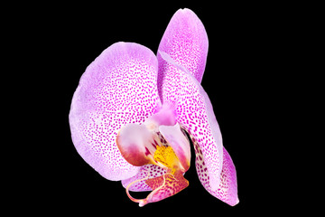 Extreme close up of pink phalaenopsis or Moth orchid from isolated on black