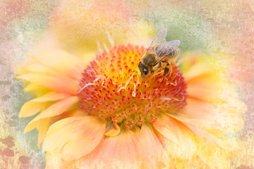 yellow gaillardia grandiflora with honey bee, textured background