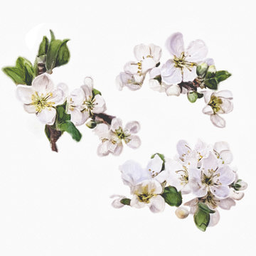 Watercolor flowers of apple tree on a white background