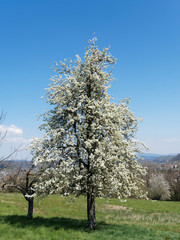 (Pyrus communis) Floraison printanière blanche et décorative du poirier commun sous un ciel bleu 