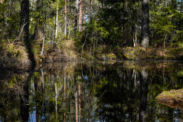 Stockholm, Sweden  A small pond in the forest.