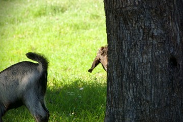 Young Goat Playing in the Pasture