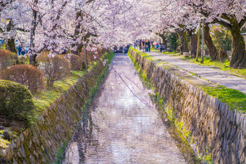 京都 春の風景 哲学の道 桜