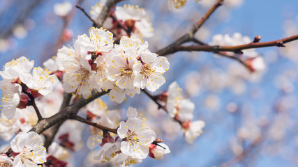 Nature background of spring flowering tree