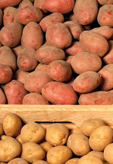 Red and white varieties of ripe beautiful potatoes in crates.