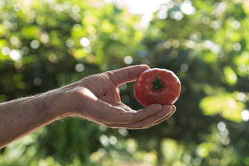 hands holding ripe organic tomatoes with green background