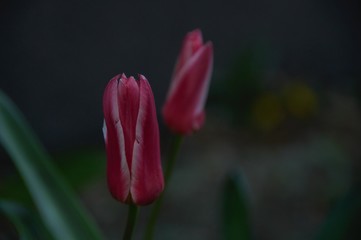 Tulipany podczas wiosny w ogrodzie