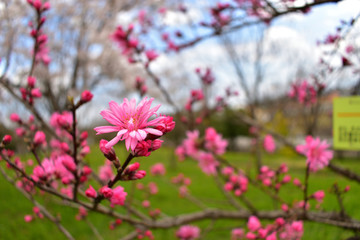 Image of Red peach blossom, cherry blossoms on background