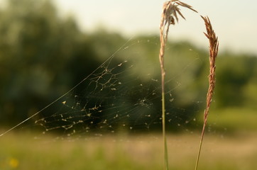 spider web with dew drops