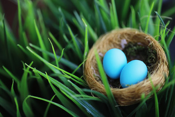 Bird's nest with eggs. Willow branches and first greens. Easter background. Palm Sunday. Christian holiday. Spring background.