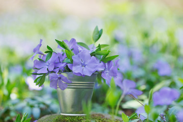Violet wild  flowers in small tin bucket on a  spring sunny day. Green meadow in the background.
