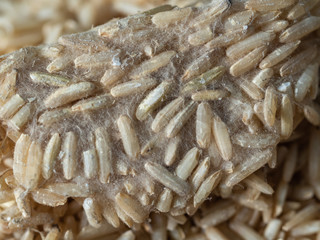 Whole grains of uncooked Thai Jasmine Rice  with black and white molds growing on the surface causing food spoilage and fungal toxin contamination in rice production during storage