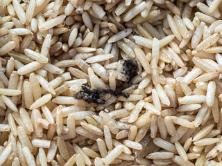 Whole grains of uncooked Thai Jasmine Rice  with black and white molds growing on the surface...