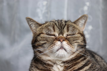 目を閉じて大仏の様な猫アメリカンショートヘア