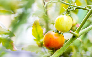 Tomatoes fruit, one ripe and another still green on their branches, so fresh and healthy