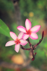 Fototapeta premium Close up Plumeria white and pink top view light abstract nature blur background. 