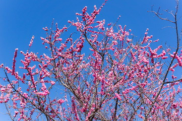 梅と青空