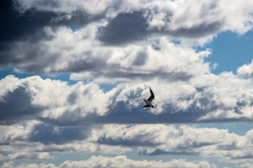Seagull Flying Silhouette Against the Sun Framed by Dark Storm Clouds Dramatic Bird Gull