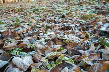 the frozen leaves and tree branches sparkling ice