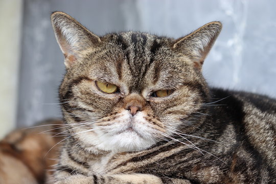 5 最適な にらみ 画像 ストック写真 ベクター Adobe Stock