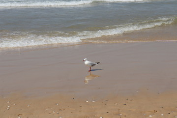 Surfers Paradise Queensland Australia on the beach