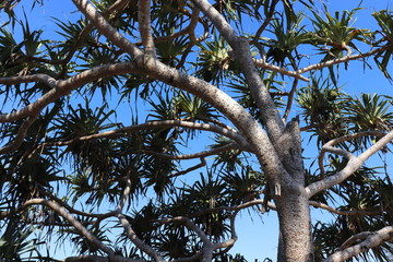 Honolulu Diamond head and Honolulu beach