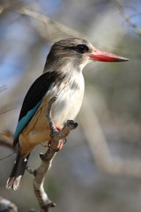 great spotted woodpecker