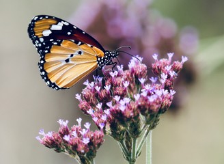 butterfly on purple flower