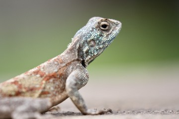 bearded dragon lizard