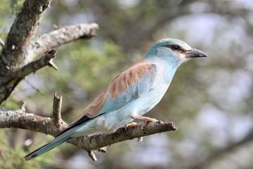 lilac breasted roller