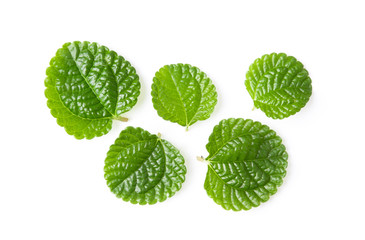 Mint leaf or peppermint plant on white background