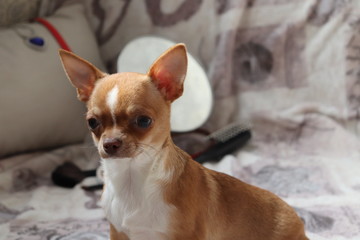 Dog puppy chihuahua  sitting