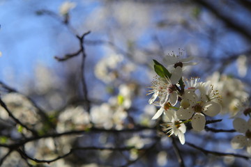 Wiosenna flora - kwitnienie.