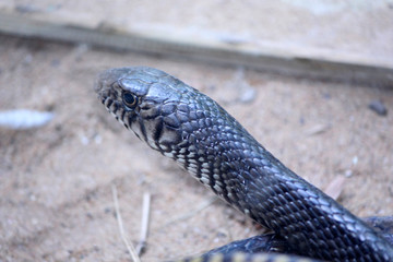 black rate snake in the national park, Selective focus with blur background.
 