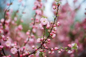 Fototapeta na wymiar Pink blooming tree in spring. Spring blossom background.