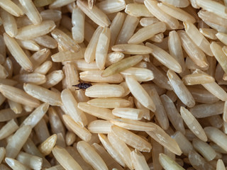 Brown Jasmine Rice grains closeup
