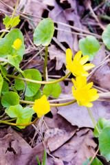 Buttercup, ficaria verna