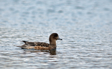 Eurasian Wigeon (Anas penelope), Greece
