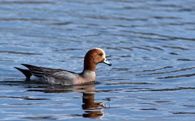 Eurasian Wigeon (Anas penelope), Greece