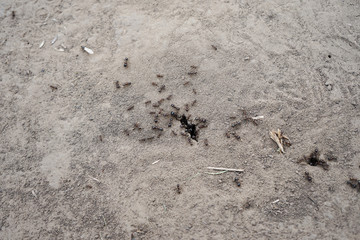 Ant mink in the ground.