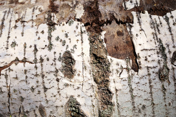 Light bark of a tree. Poplar bark
