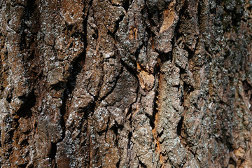 The bark of the tree. Background and texture of wood bark
