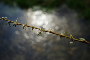 Willow branch on a background of water in early spring
