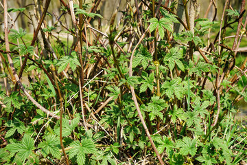 Green ivy growing in the open area.                        